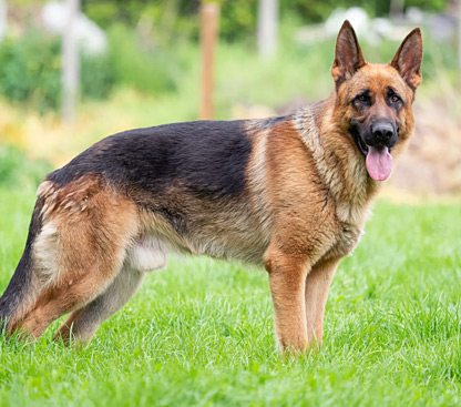 dog-photo