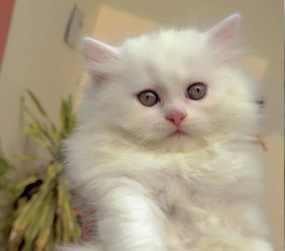 pet photo