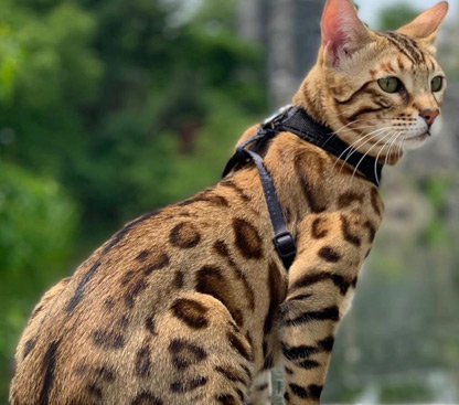 cat-photo