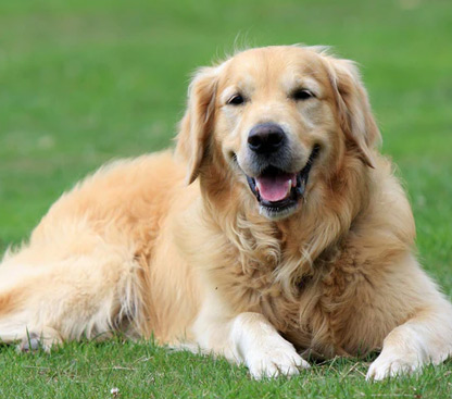 pet photo