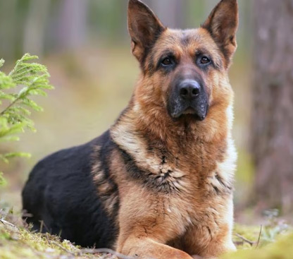 pet photo